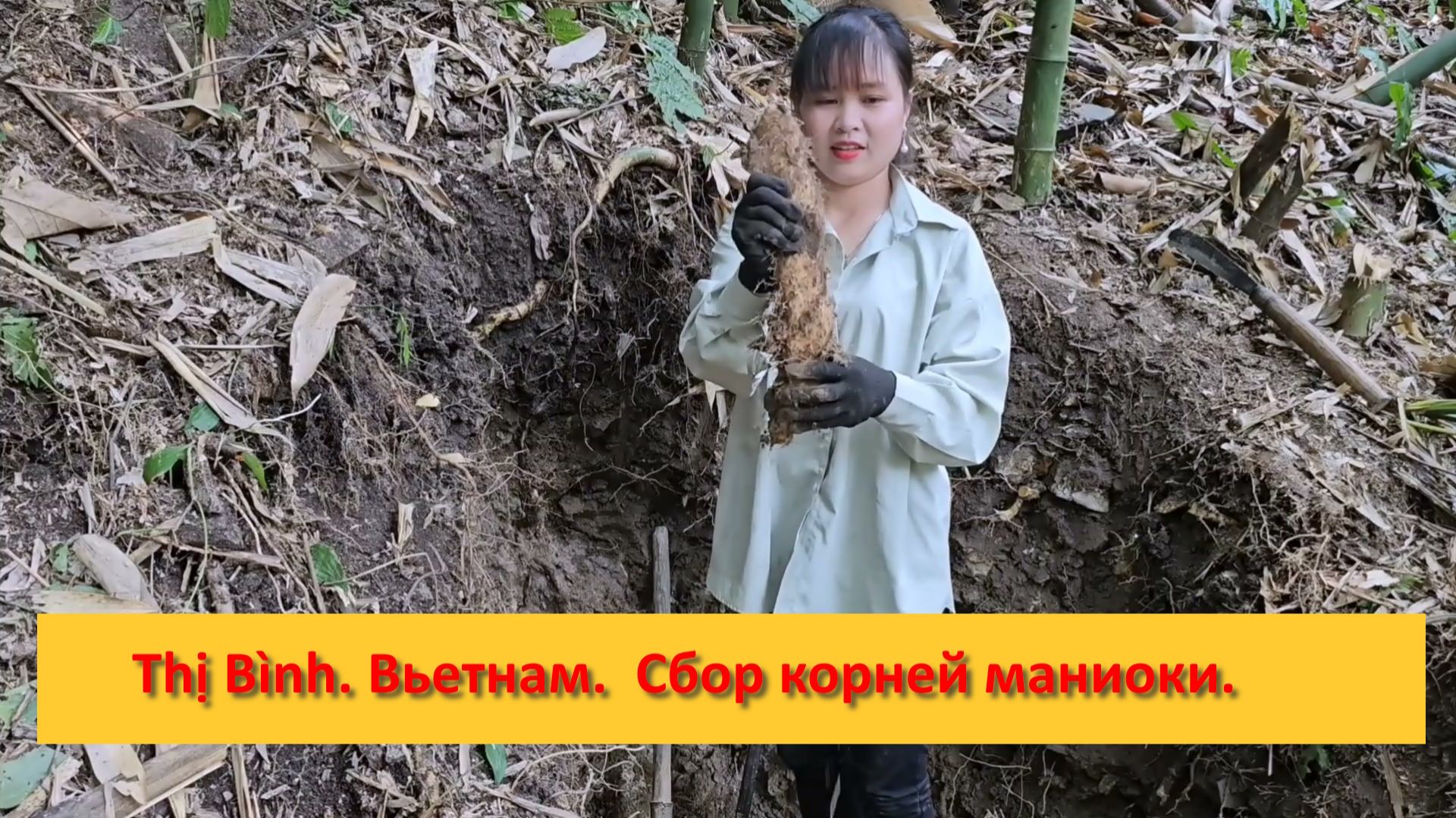 Thị Bình. Вьетнам.  Сбор корней маниоки, растущей в дикой природе.