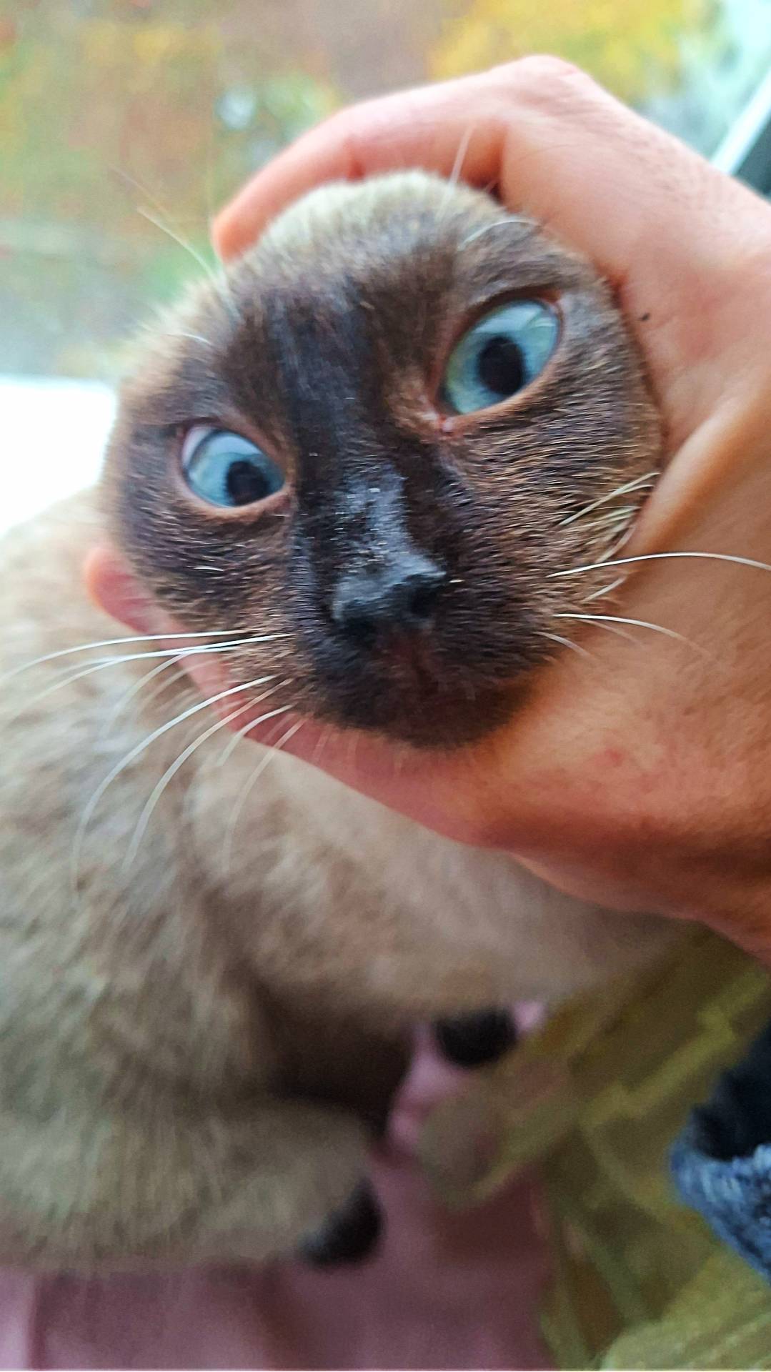 Завели себе пушистое чудо 🤗🐱 Забыл сказать: зовут Милка ☝️