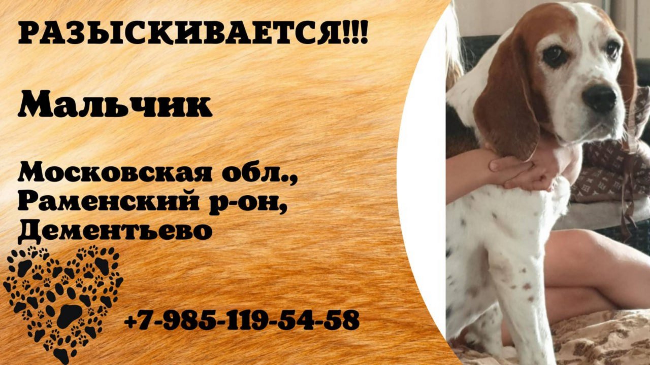 Пропала собака! Мальчик. Московская обл, Раменский р-н,  Дементьево