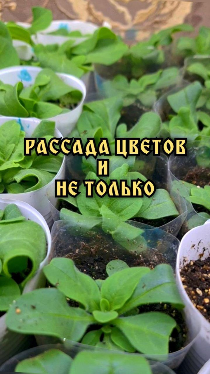 Рассада цветов