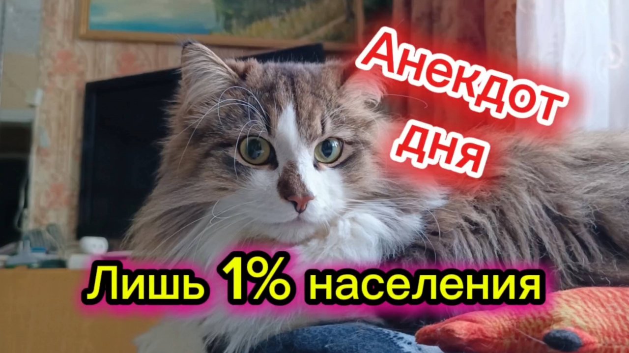 АНЕКДОТ ДНЯ. Кошки с озвучкой.