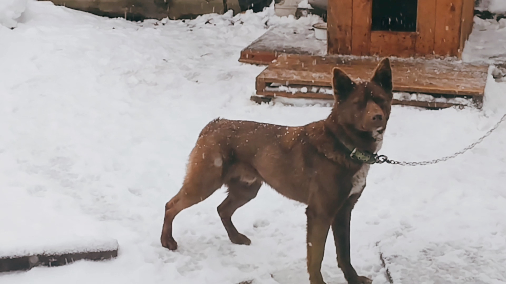 Мишка, удивлён снегу!🦮 Вот и зима!  Она у него, вторая!🤗