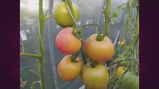 Выставка и обзор томатов селекции Алифирова