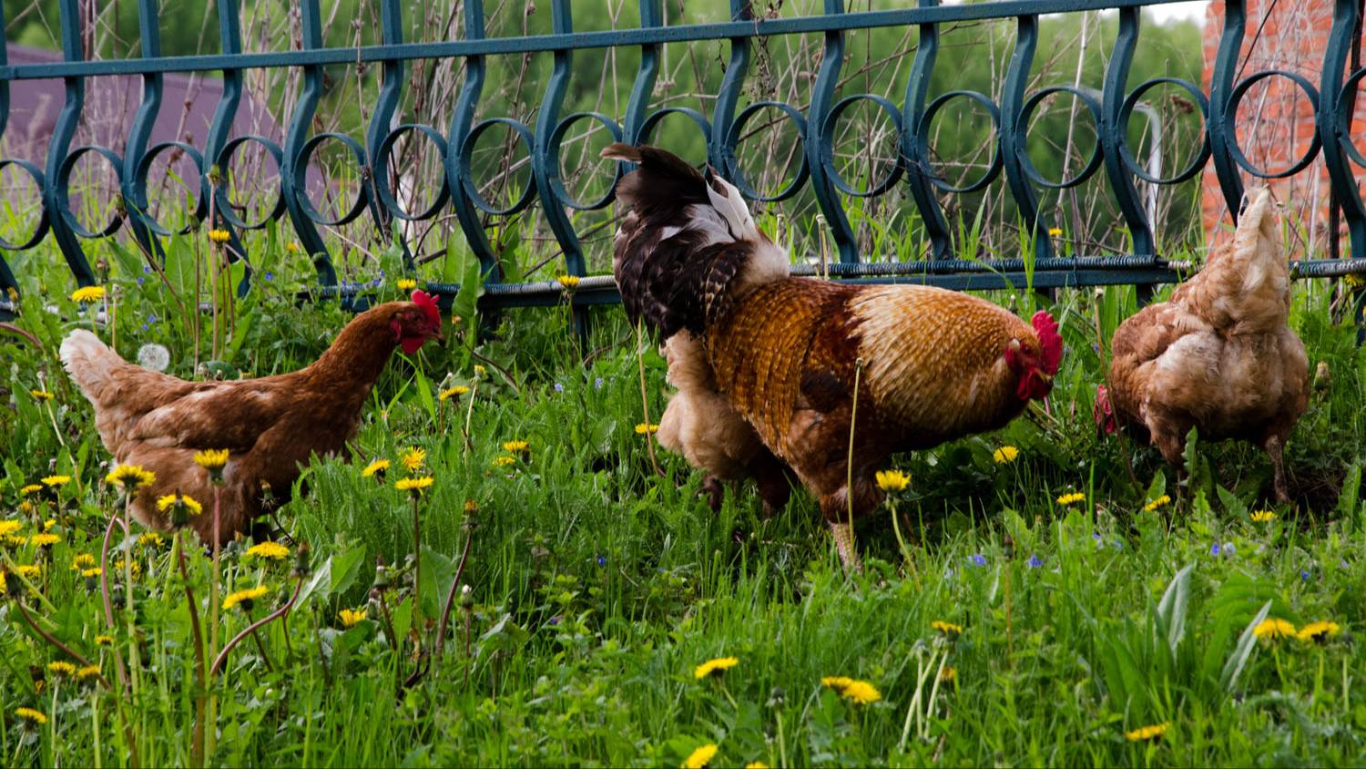 Что больше всего любят куры-несушки