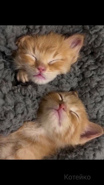 Споки ноки или ням ням?