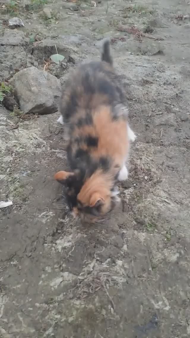 🔥 КОТИК с УЛОВОМ, а я нет... 🔥 #рыбалка #коты