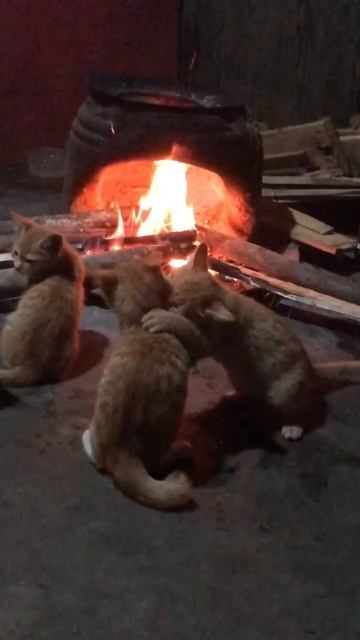 В тепле да не в обиде 😺