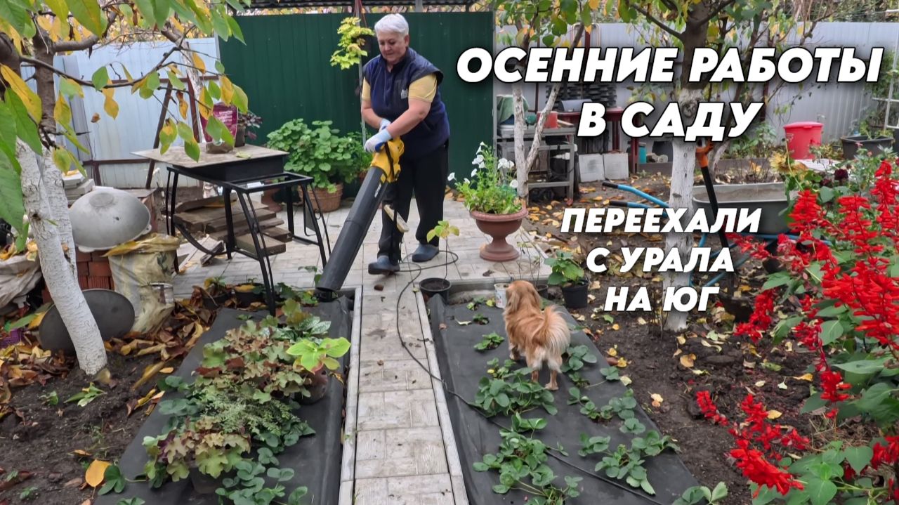 1021 Жизнь после переезда/Обработка клубники по листу/Наш осенний сад на юге России