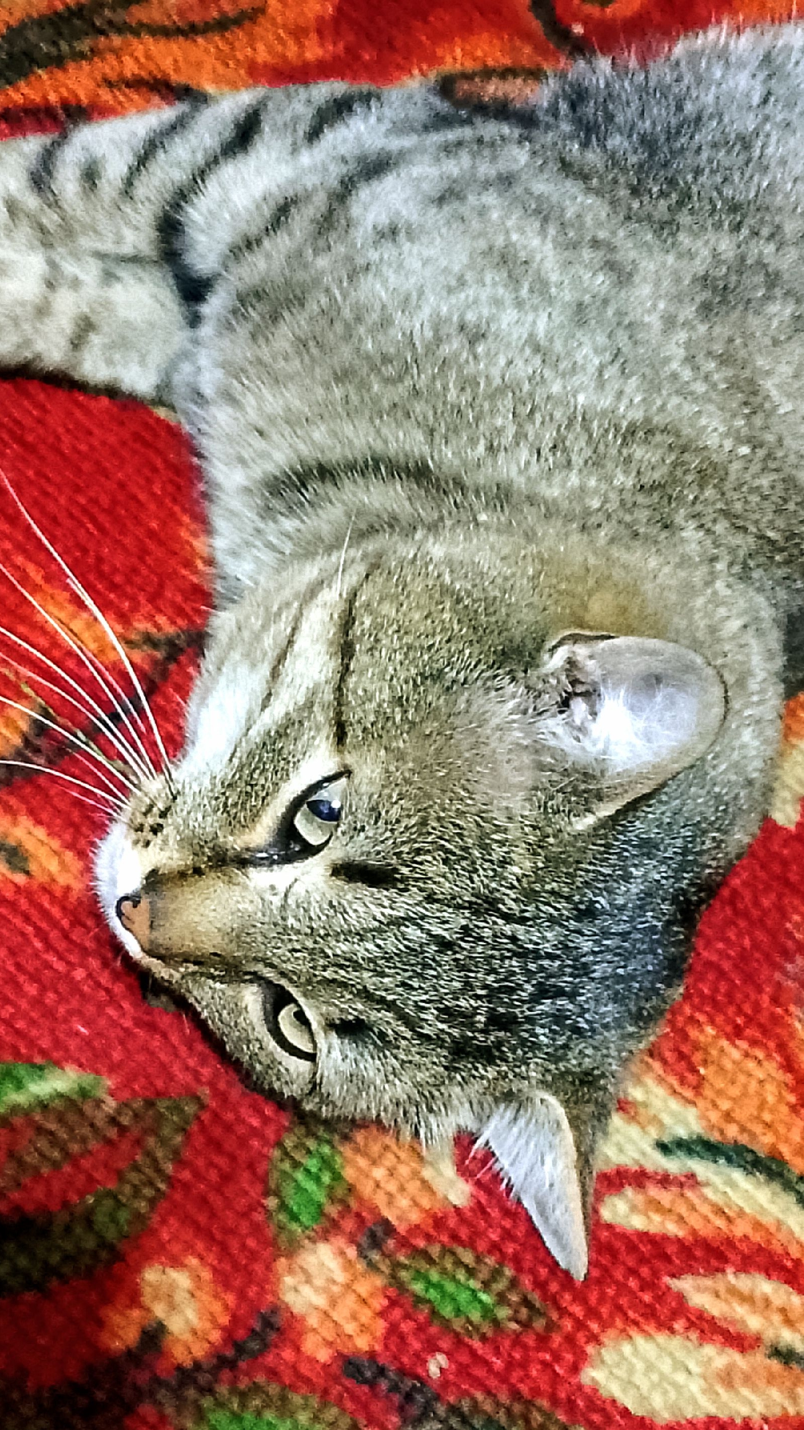 На работу, как на праздник!😃😻 Юмор с животными.