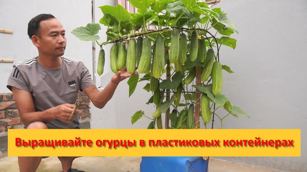 Выращивайте огурцы в пластиковых контейнерах — чтобы превратить свой балкон в ферму, не нужен сад