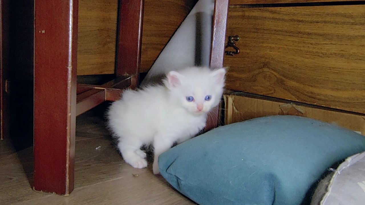 Три котёнка, один маленький, два больших. Прекрасная игра белого котёнка.