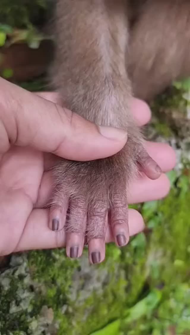 Эволюционирует