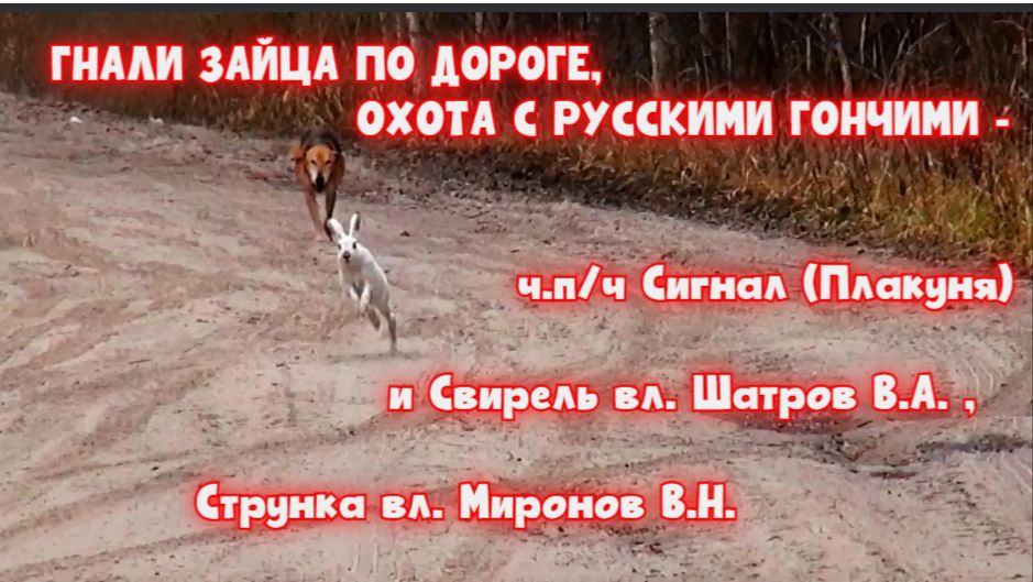 ГНАЛИ ЗАЙЦА ПО ДОРОГЕ, ОХОТА С РУССКИМИ ГОНЧИМИ - ч.п/ч Сигнал (Плакуня), Свирель, Струнка #hunting