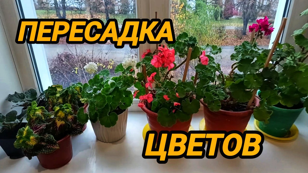 ТАКИХ ЦВЕТОВ 🌺🌺🌺 У МЕНЯ ЕЩЁ НЕ БЫЛО 😀🤦 ПЕРЕСАЖИВАЮ И РЕАНИМИРУЮ ☝️