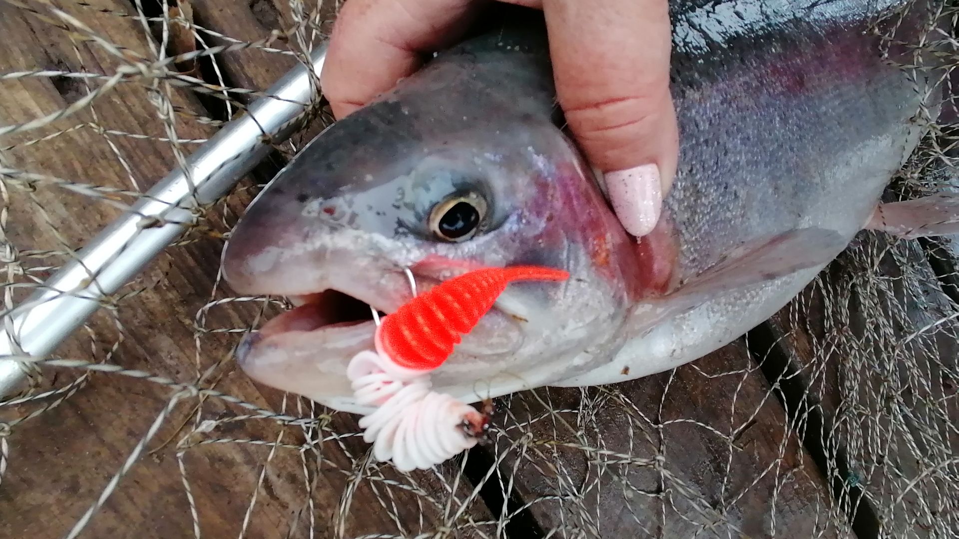 РЫБАЛКА  на ФОРЕЛЬ и ОСЕТРА! Рыба чуть не УТАЩИЛА Саньку!!