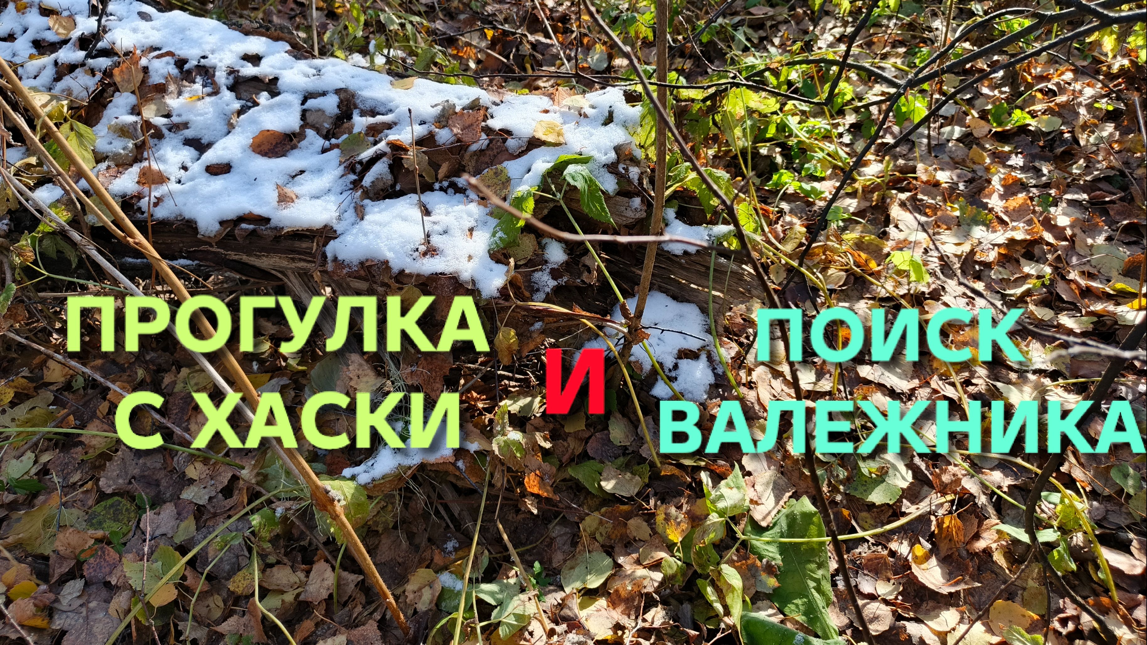 Пошел в лес со своей хаски и нашел кучу валежника на следующий год