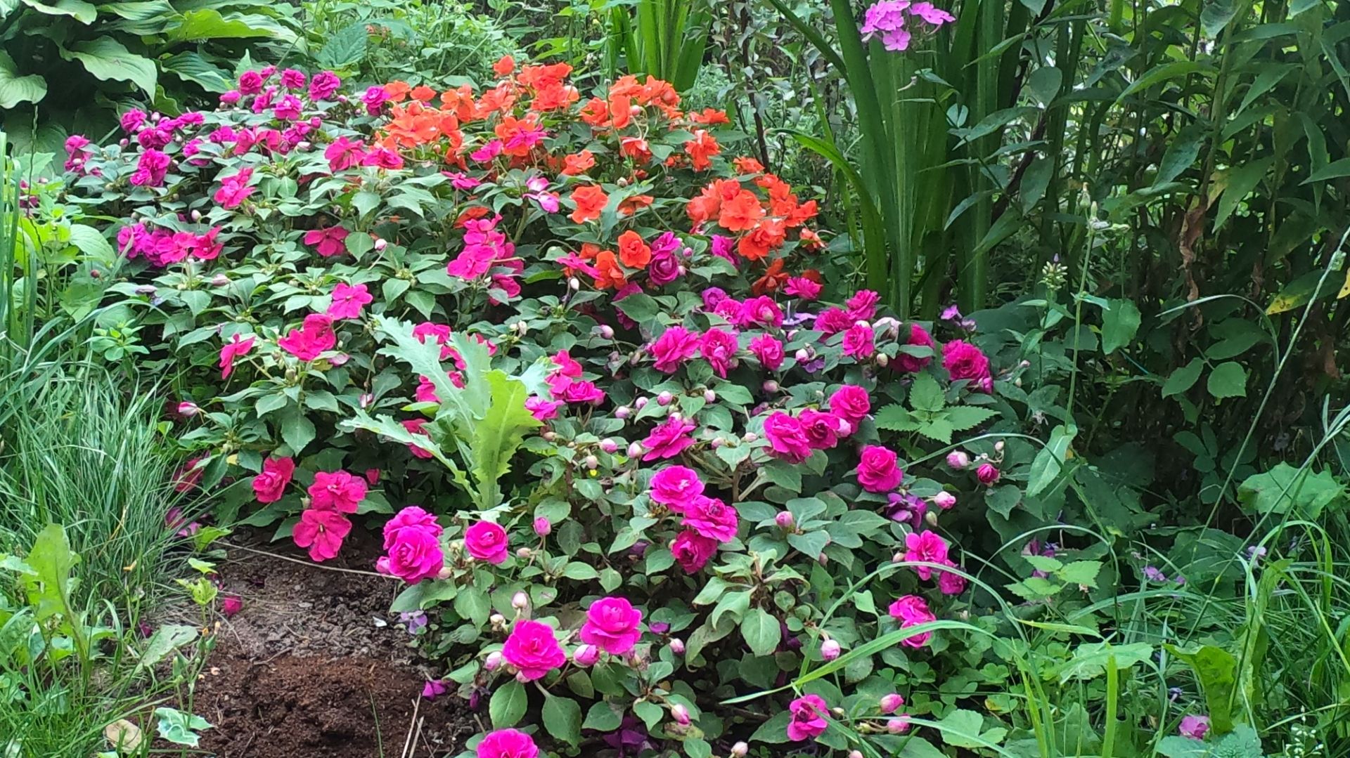 Цветы,которые наполнят ваш дом яркими красками!