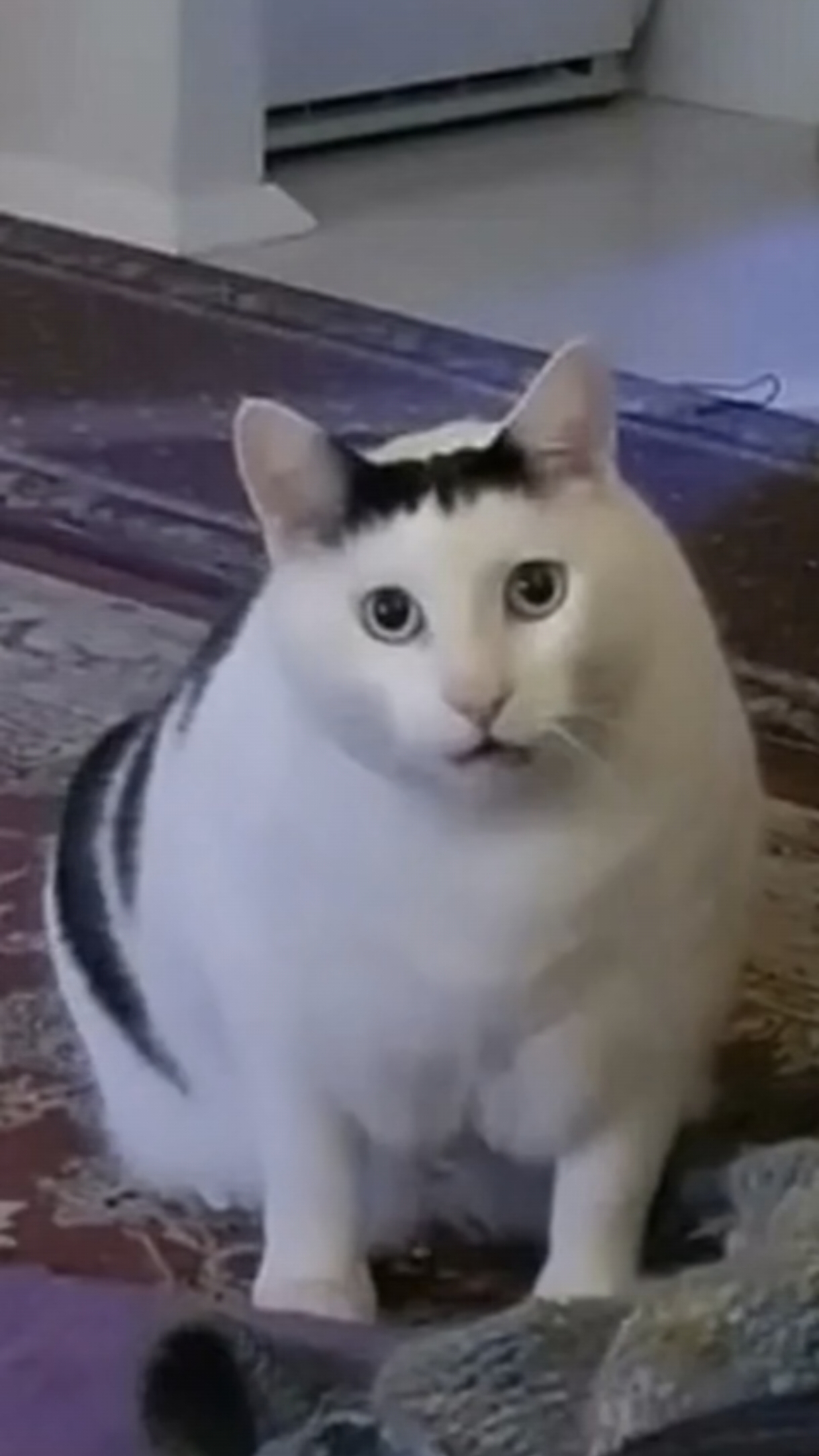 Люди, не будьте скотами!..😿