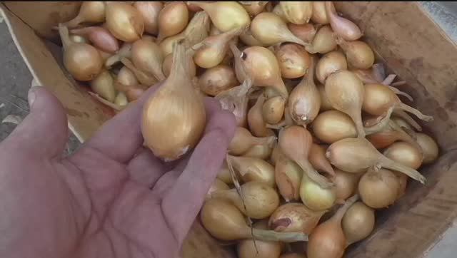 Лук шалот (семейный)