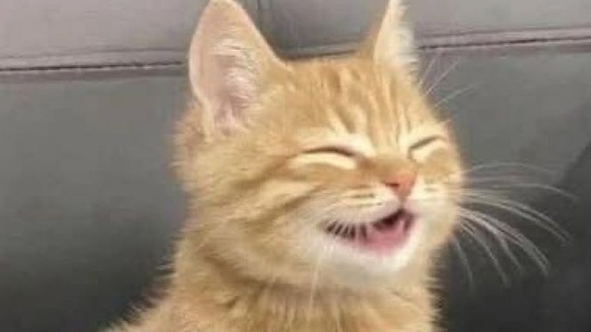 Порода кошек / 4 серия : Темперамент кошачьих