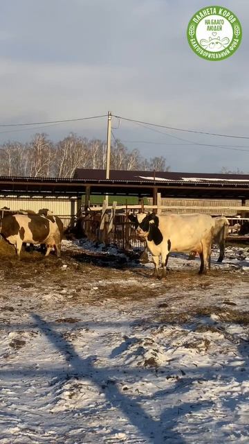 Счастливые коровы наслаждаются солнечными и уютными днями ноября и передают вам доброе настроение