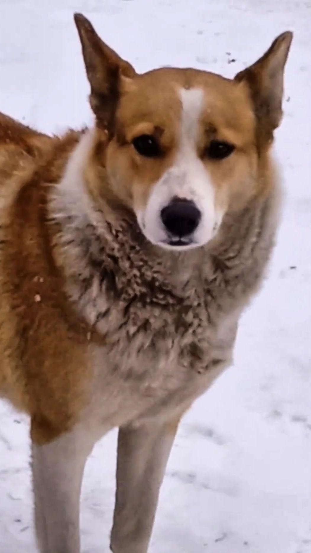 Утро началось. Действительность. #Стэтхэм #цитаты #юмор