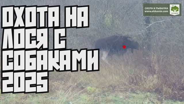 Охота на лося с собаками в нашем охотхозяйстве Экомир в Тверской области.