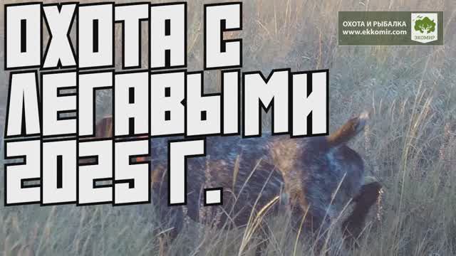 Съемка нашей охоты на перепела и куропатку осенью 2025 года в Ростовской области.  +18