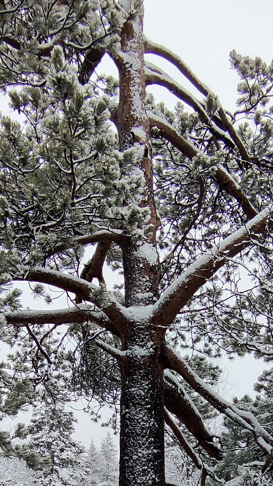 Зимний лес на Урале