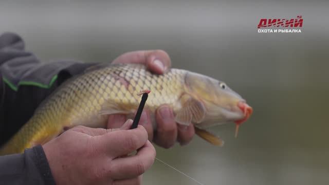 Сезон рыбалки. Осень. Карп на платнике