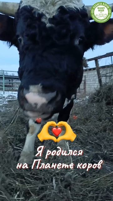 13 ноября День рождения быка Васиштхи! Поздравляем!