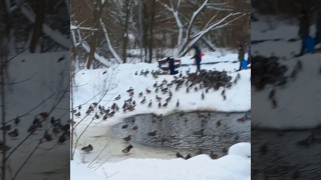 Утиное местечко