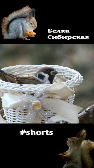 Важный воробей занял кормушку