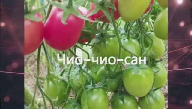 Каталог томатов 2025 года. Часть 13. г. Киров