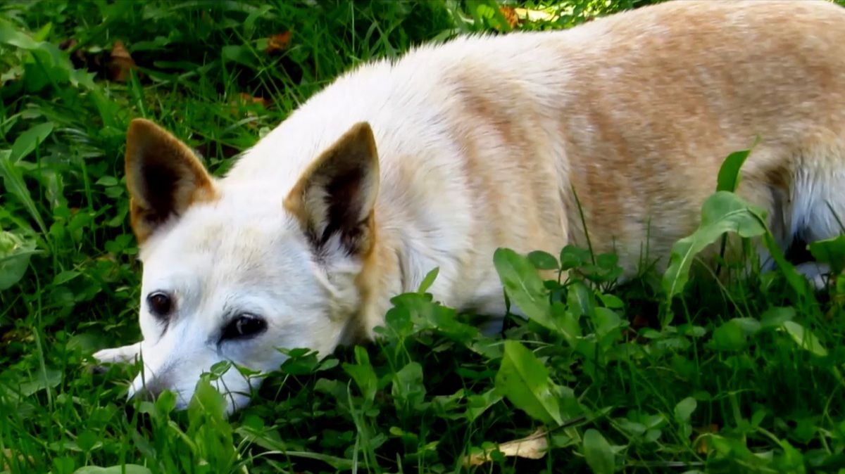 Сентябрь. Деревенская собачка выздоровела (была сильно обожжена)
