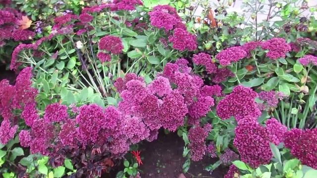 Цветы до глубокой осени: что цветет на осенней клумбе