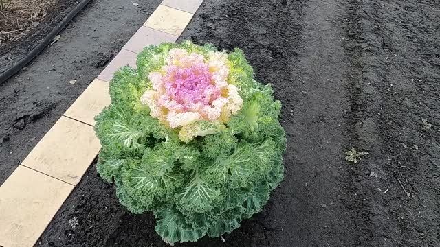 Декоративная капуста, опыт выращивания