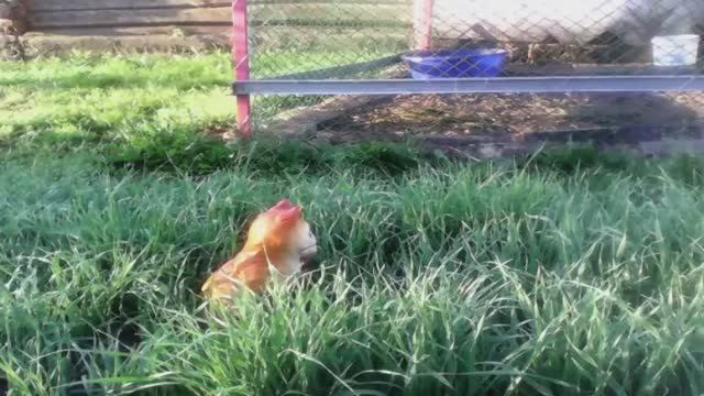 Осень 2016г. АРХИВ!!!  О пользе СИДЕРАТОВ!!!