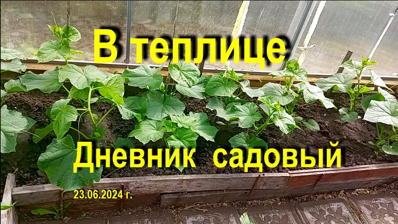 Дневник дачника от 23 и 30 июня.