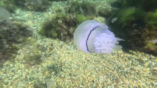 Подводное плаванье в Крыму