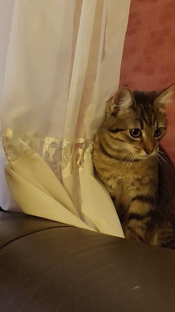 Эта я, Крупинка, но меня почему то называют Тигр ?!