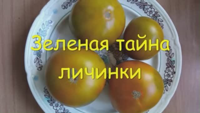 Каталог томатов 2025 года. Часть 2. г. Киров