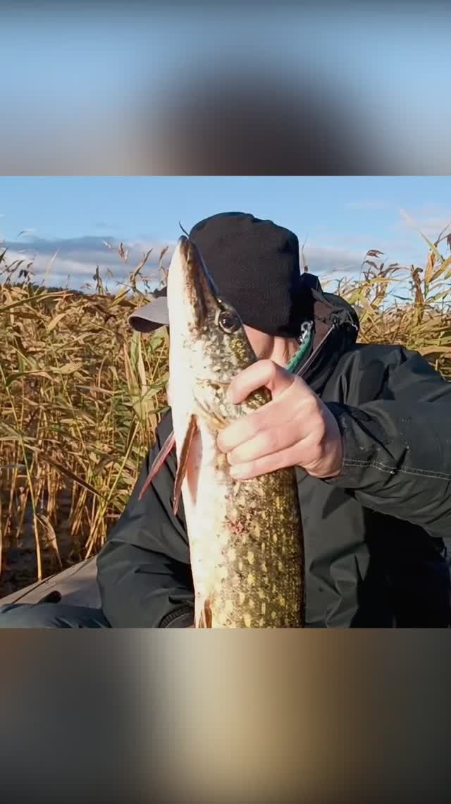 Продолжаем ловить осеннюю щуку