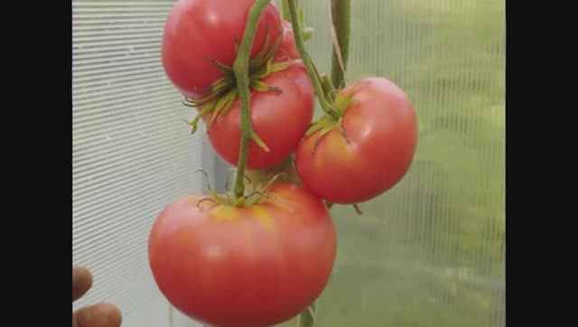 Каталог томатов. Новинки 2025 года. Часть 2. г. Киров