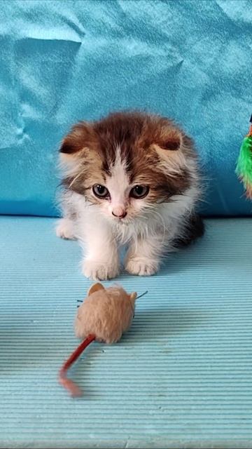 Забавный котенок и игрушечная мышка. #котенок