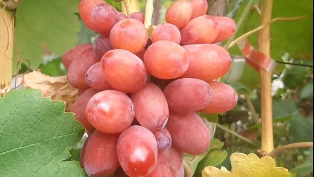 Виноград Богема от Small Gardens