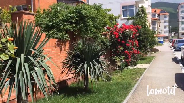 Геленджик розы май 2016