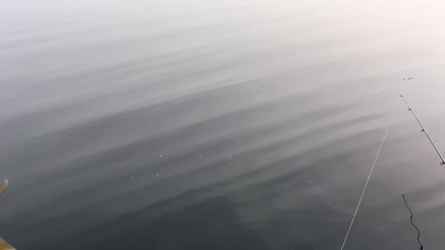 Рыбалка на Кубани! Шапсуга. 12.11.2025г. Выезд за Щукой