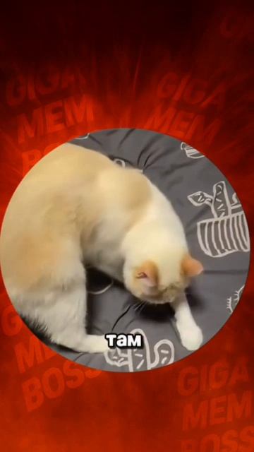 сюрприз от котика