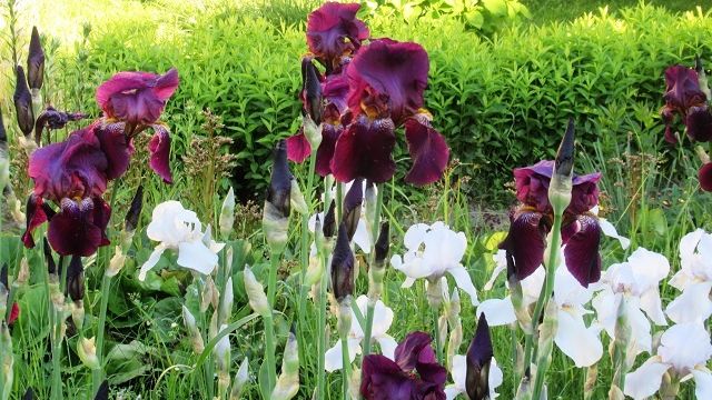 Как правильно ухаживать за ирисами, чтобы они хорошо цвели